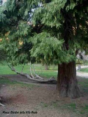 19 Monza Villa Reale i giardini