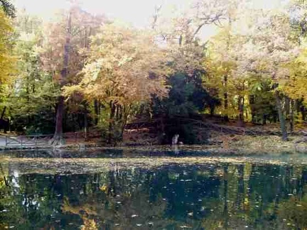 14 Monza Villa Reale il laghetto dei cignii